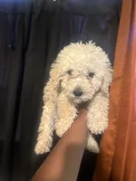 Ben, a male Miniature Goldendoodle for sale in Los Angeles, CA – 2 of 4