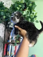 Mamas, a female Yorkipoo for sale in Los Angeles, CA – 6 of 9