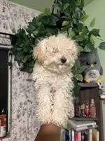 Noodle, a female Maltipoo for sale in Los Angeles, CA – 4 of 6