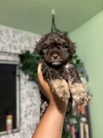 Luna, a female Maltipoo for sale in Los Angeles, CA – 3 of 3