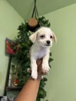 Bolt, a male Jack Russell Terrier and Chihuahua for sale in Los Angeles, CA – 5 of 8