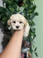 Lotus 🪷 , a female Maltipoo for sale in Los Angeles, CA – 2 of 3