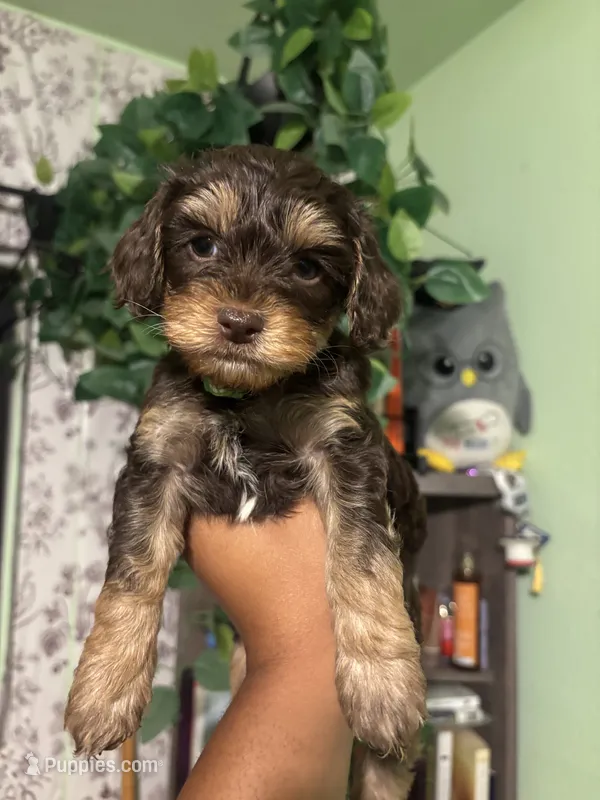 Biggie – Maltipoo puppy for sale in Los Angeles, CA