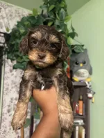 Biggie, a male Maltipoo for sale in Los Angeles, CA – 1 of 3