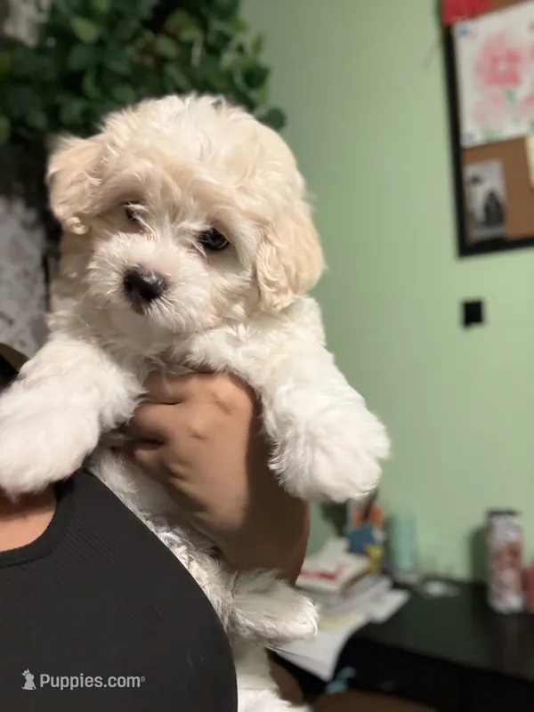 Sweet Potato – Maltese puppy for sale in Los Angeles, CA
