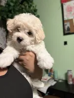 Sweet Potato, a male Maltese for sale in Los Angeles, CA – 1 of 5