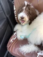Horse, a male Poodle - Standard  for sale in Los Angeles, CA – 5 of 8