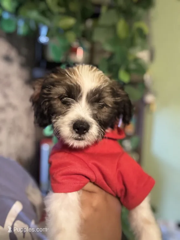 Jack – Maltipoo, Chihuahua puppy for sale in Los Angeles, CA