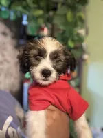 Jack, a male Maltipoo and Chihuahua for sale in Los Angeles, CA – 1 of 10