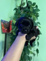 Molly, a female Yorkipoo for sale in Los Angeles, CA – 1 of 5