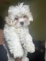 Hippy, a male Shihpoo for sale in Los Angeles, CA – Photo 4 of 5