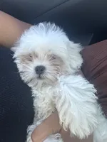Hippy, a male Shihpoo for sale in Los Angeles, CA – Photo 3 of 5