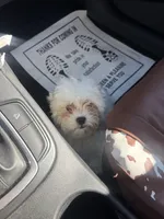 Hippy, a male Shihpoo for sale in Los Angeles, CA – Photo 5 of 5