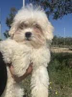Hippy, a male Shihpoo for sale in Los Angeles, CA – Photo 2 of 5