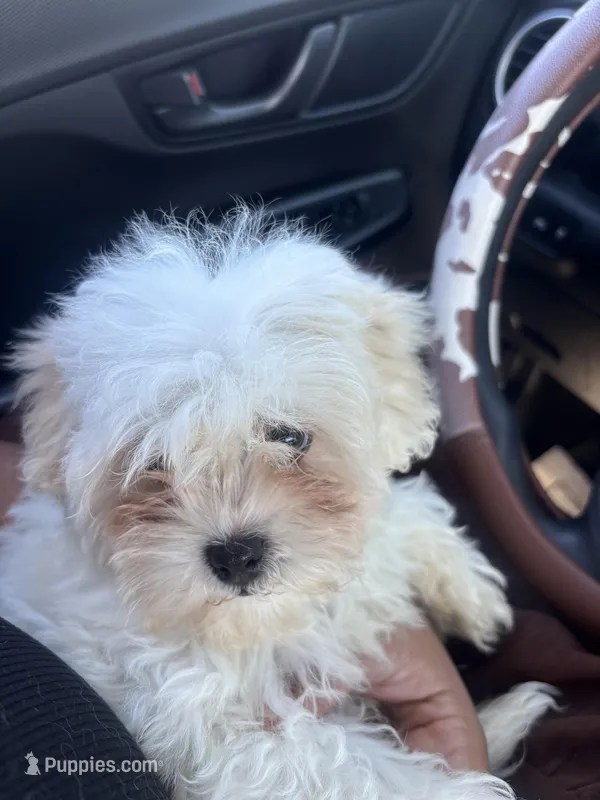 Hippy – Shihpoo puppy for sale in Los Angeles, CA