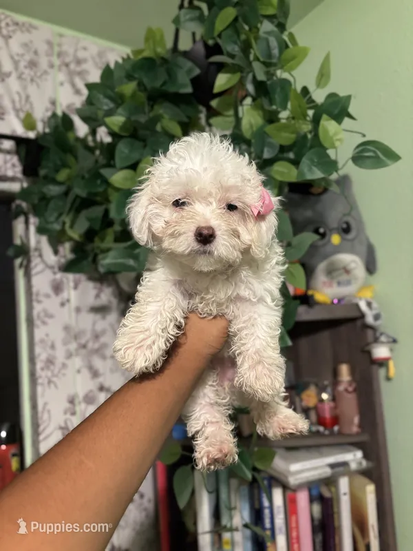 Snow – Maltipoo puppy for sale in Los Angeles, CA