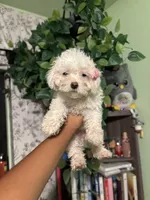 Snow, a female Maltipoo for sale in Los Angeles, CA – 1 of 5