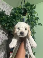 Teddy, a male Maltipoo for sale in Los Angeles, CA – 2 of 4