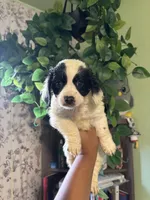 Snoopy, a male Maltipoo for sale in Los Angeles, CA – 2 of 3