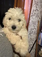 London, a female Miniature Goldendoodle for sale in Los Angeles, CA – 4 of 4