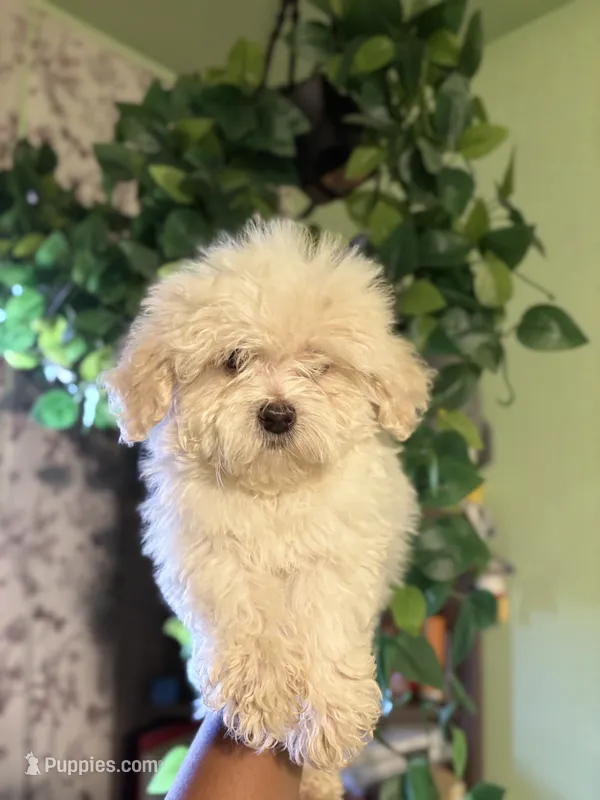 Miles – Maltipoo puppy for sale in Los Angeles, CA
