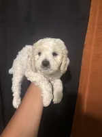 Bear, a male Maltipoo for sale in Los Angeles, CA – 3 of 3
