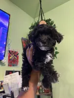 Mia, a female Maltipoo for sale in Los Angeles, CA – 2 of 3