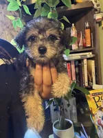 Sweetie, a female Yorkipoo for sale in Los Angeles, CA – 3 of 4