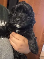 Panther, a male Maltipoo for sale in Los Angeles, CA – 3 of 5