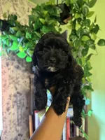 Panther, a male Maltipoo for sale in Los Angeles, CA – 1 of 5