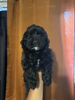 Panther, a male Maltipoo for sale in Los Angeles, CA – 5 of 5