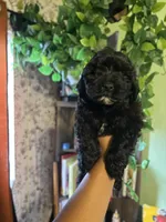 Panther, a male Maltipoo for sale in Los Angeles, CA – 4 of 5