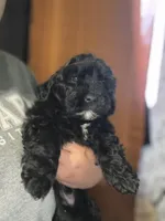 Panther, a male Maltipoo for sale in Los Angeles, CA – 2 of 5