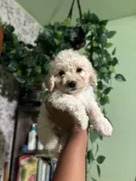 Tally , a female Maltipoo for sale in Los Angeles, CA – Photo 1 of 3