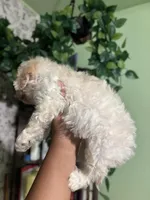 Tally , a female Maltipoo for sale in Los Angeles, CA – Photo 3 of 3