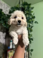 Tally , a female Maltipoo for sale in Los Angeles, CA – Photo 2 of 3