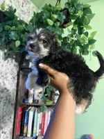 Mamas, a female Yorkipoo for sale in Los Angeles, CA – 5 of 9
