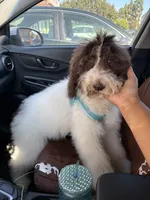 Horse, a male Poodle - Standard  for sale in Los Angeles, CA – 6 of 8
