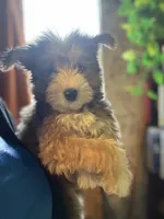Athena, a female Pomsky for sale in Los Angeles, CA – 4 of 8