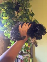 Pixie, a female Yorkipoo for sale in Los Angeles, CA – 4 of 4