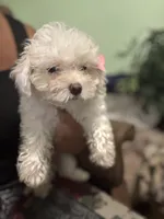 Snow, a female Maltipoo for sale in Los Angeles, CA – 5 of 5