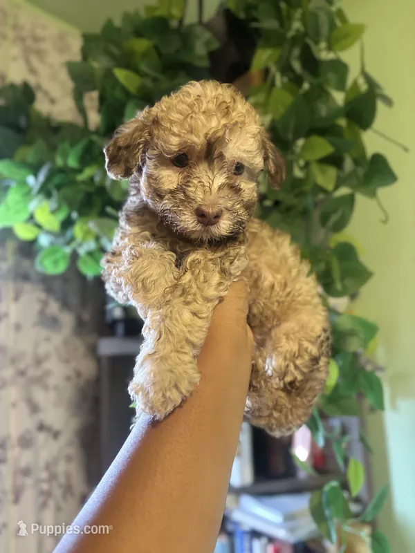 Kali – Yorkipoo puppy for sale in Los Angeles, CA