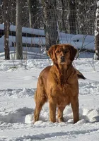 Spice- AKC OFA, a female Golden Retriever for sale in Gouverneur, NY – 2 of 3