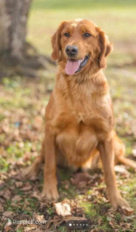Spice- AKC OFA – Golden Retriever puppy for sale in Gouverneur, NY