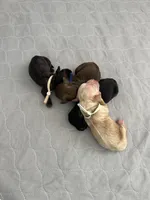 Sage Light Green Collar cockapoo, a male Cockapoo for sale in Tulare, CA – Photo 7 of 10