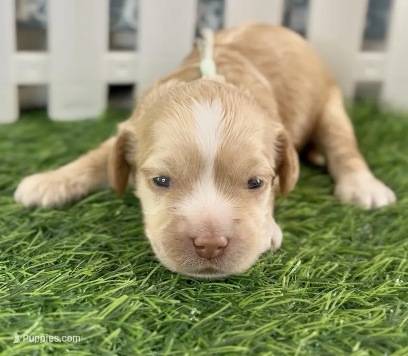 Sage Light Green Collar cockapoo – Cockapoo puppy for sale in Tulare, CA