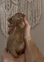 Sage Light Green Collar cockapoo, a male Cockapoo for sale in Tulare, CA – Photo 6 of 10