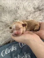 Sage Light Green Collar cockapoo, a male Cockapoo for sale in Tulare, CA – Photo 9 of 10