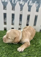 Sage Light Green Collar cockapoo, a male Cockapoo for sale in Tulare, CA – Photo 2 of 10