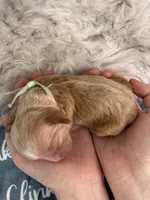 Sage Light Green Collar cockapoo, a male Cockapoo for sale in Tulare, CA – Photo 4 of 10